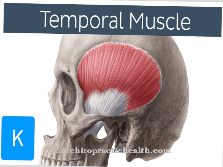 Temporalis muskel