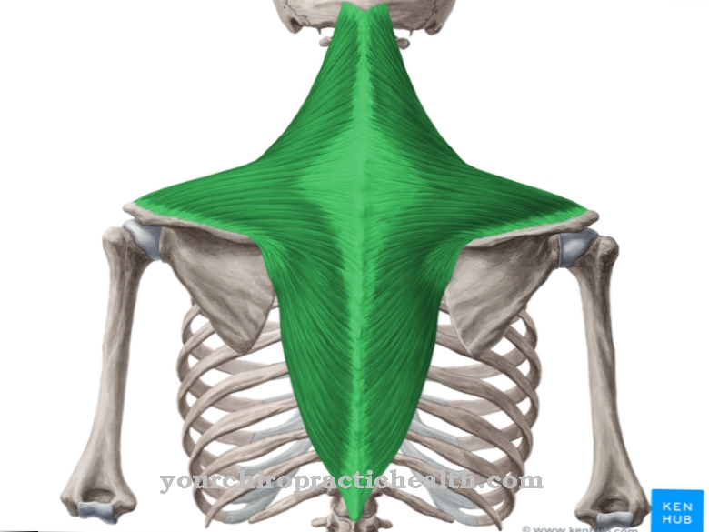 Анатомия - Трапециевидная мышца