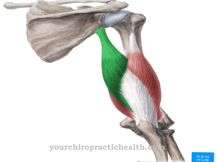Tricepsas brachii raumuo