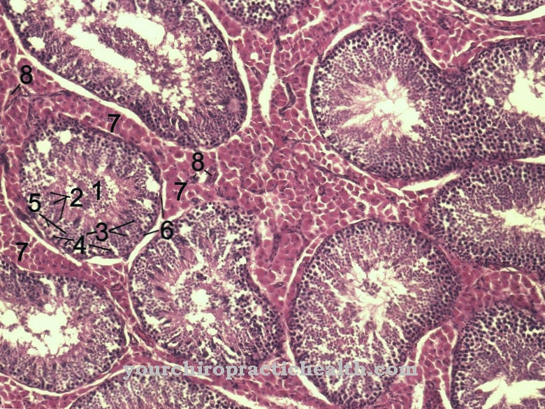 Myofibroblastes
