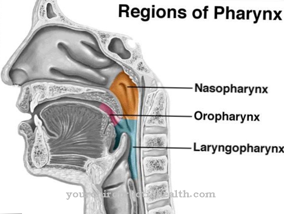 Anatomi - nasopharynx