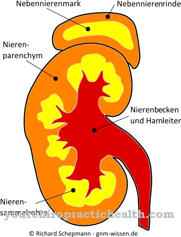 Medulla adrenal