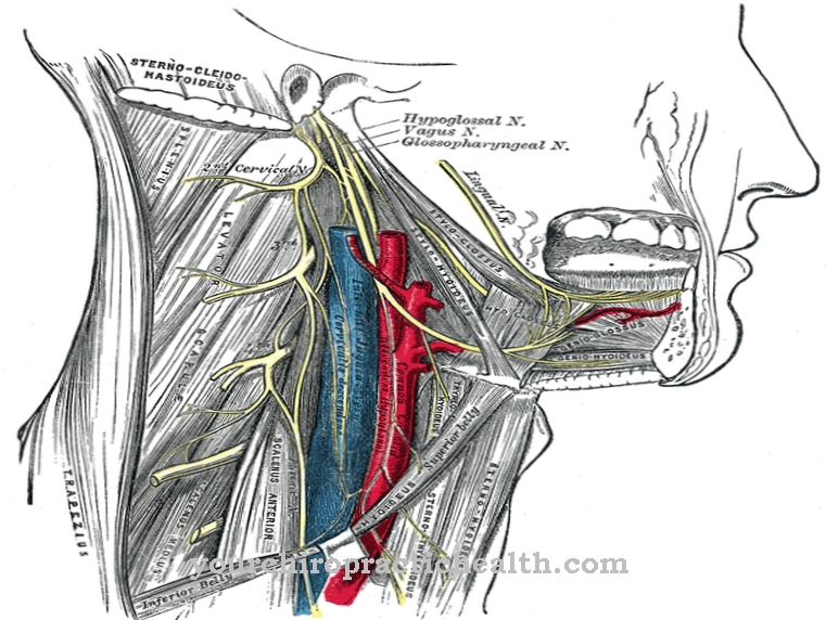 Accessory nerve