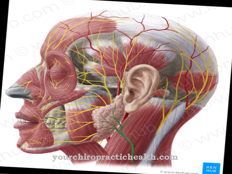 Magnus auricular nerve