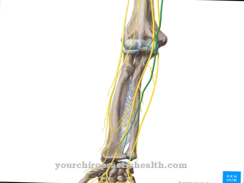 Medial antebrachial cutaneous nerve