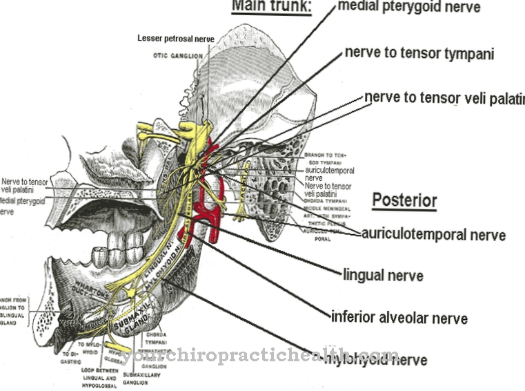 Mandibular nerve