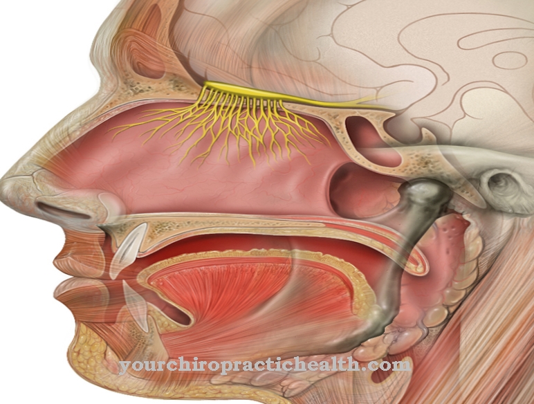 Olfactory nerve