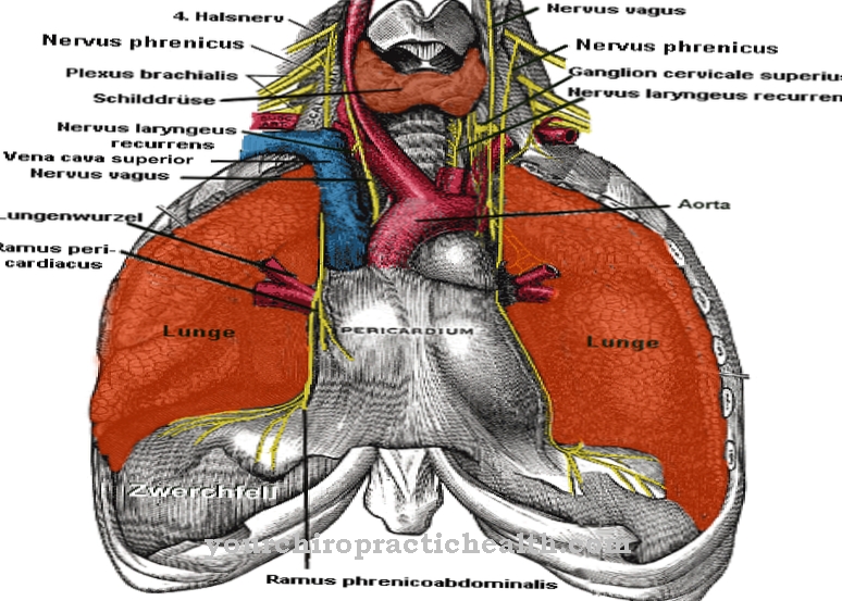 Phrenic nerve
