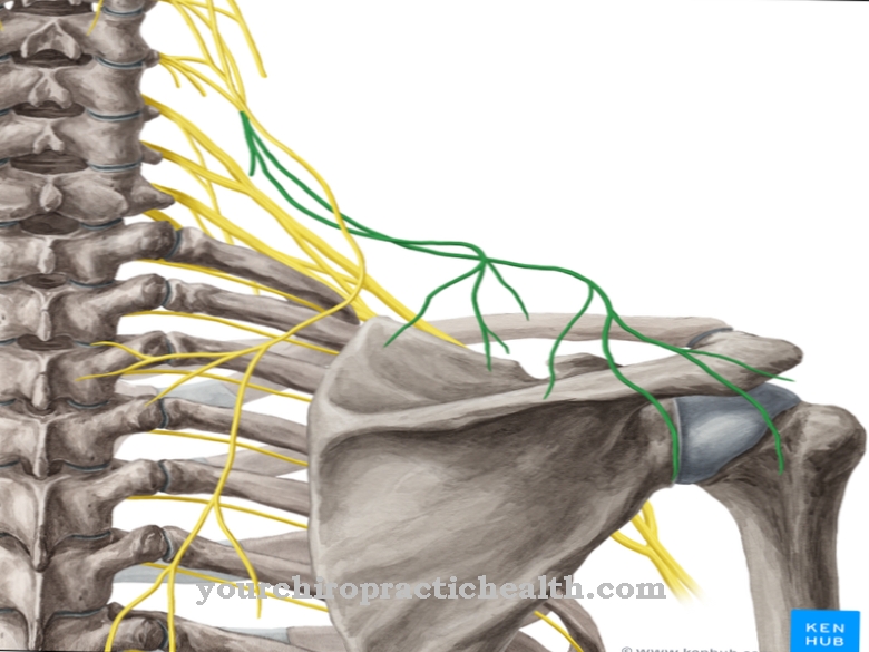 Supraclavicular nerve