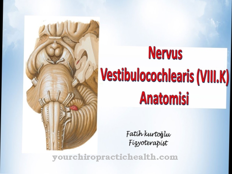 Vestibulocochlear nerve