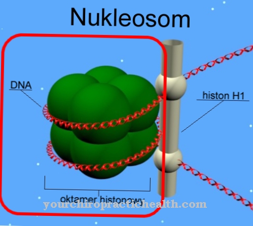 Nukleozom