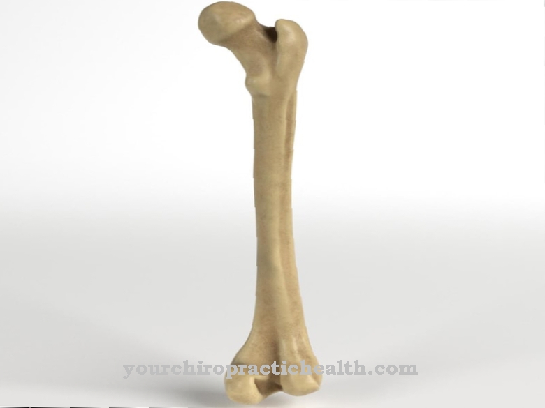 Thigh bone