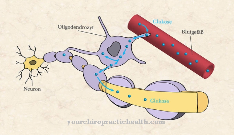 Anatomi - oligodendrocytter