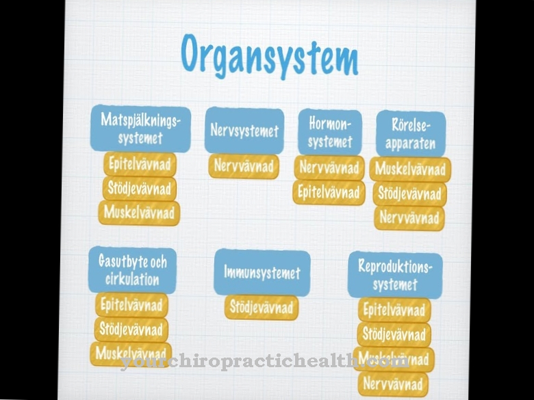 Anatomi - Orgel system