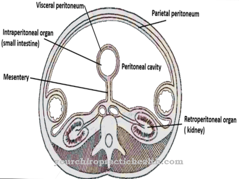 peritoneum