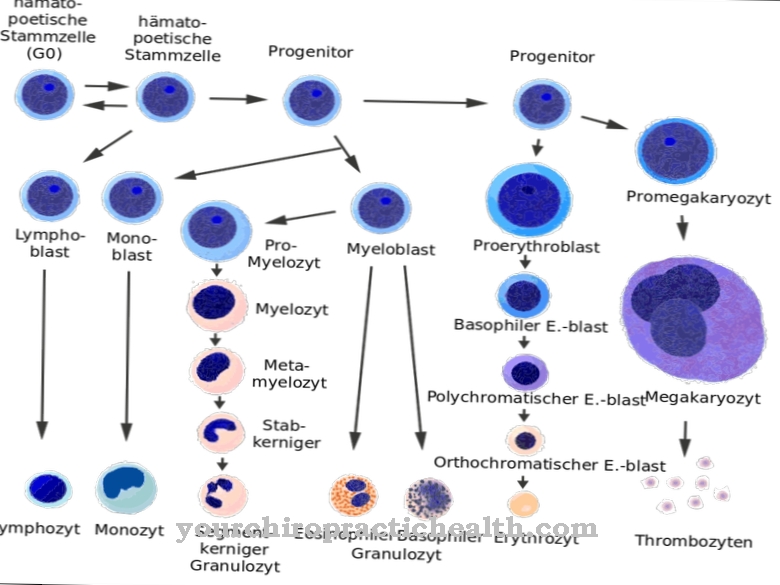 Cellule progénitrice