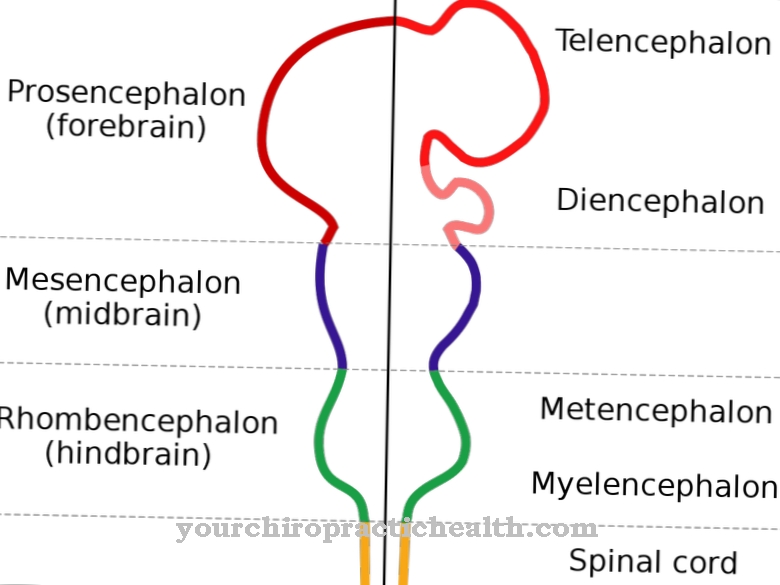 Anatomija - Prosencephalon