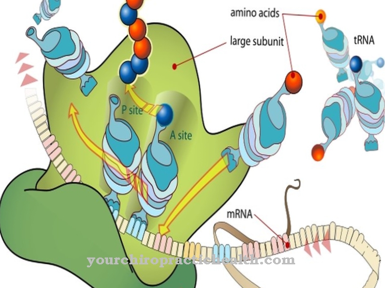 ribosomien