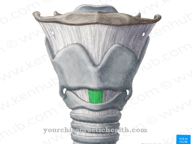 Cricoid cartilage
