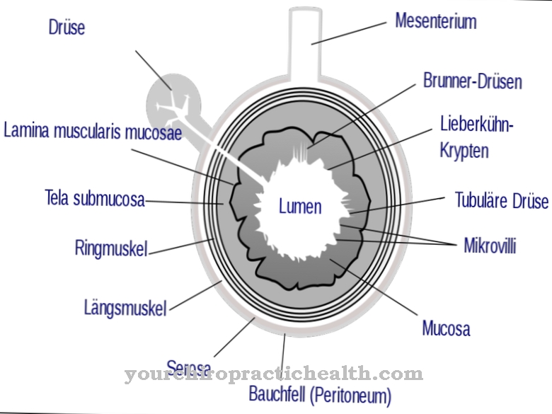 Mucous membrane