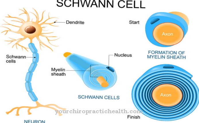 Schwann ląstelė