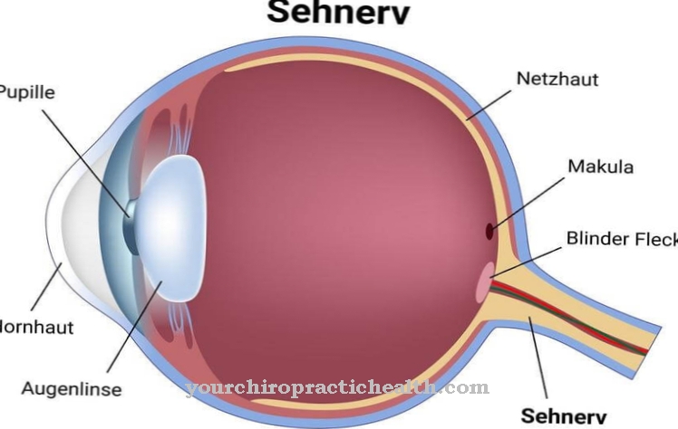Optic nerve