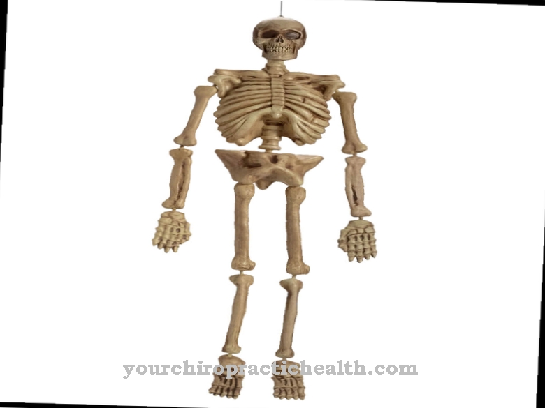 skelets