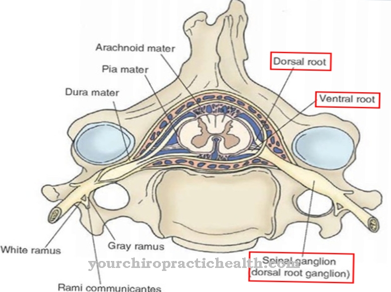 Spinal ganglion
