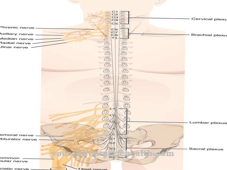 Anatomia - Selkärangan hermot