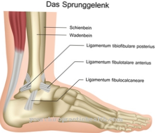 Ankle joint