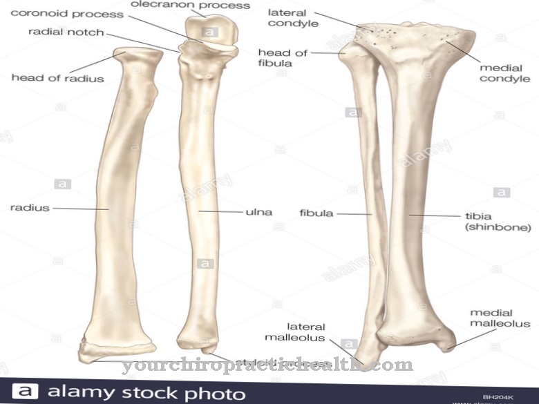 Spodnji del noge