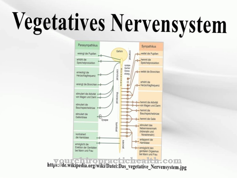 Автономна нервна система