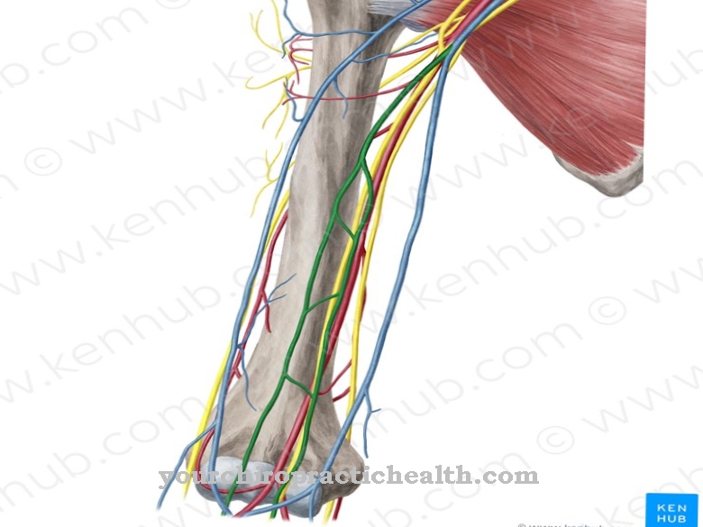 Anatomy - Brachial vein