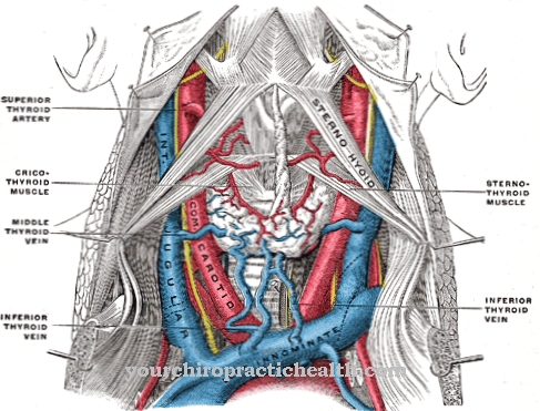 Veine jugulaire interne