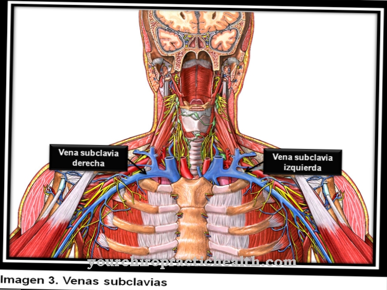 Subclavian vein