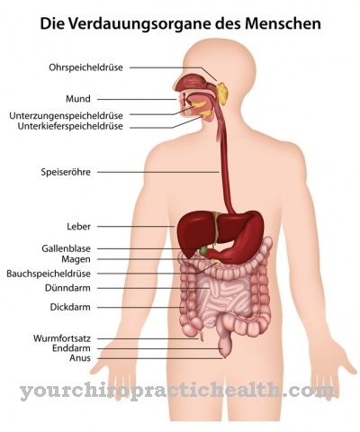 Órgãos digestivos