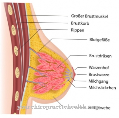 Anatomija - Sievietes krūts