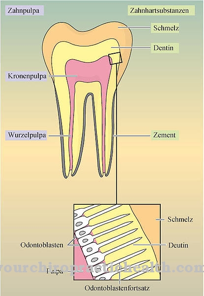 Zubní vláknina