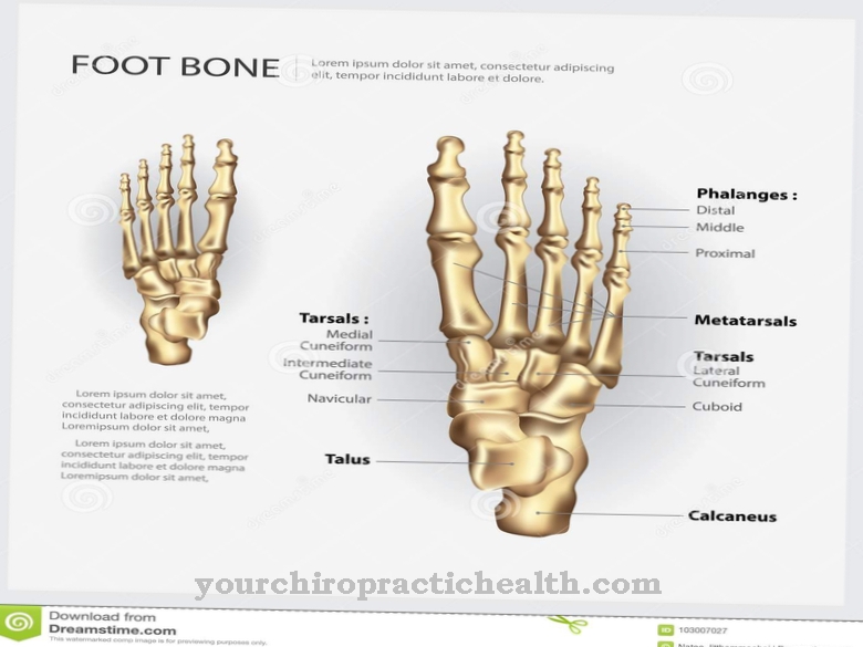 Кости на пръстите на краката