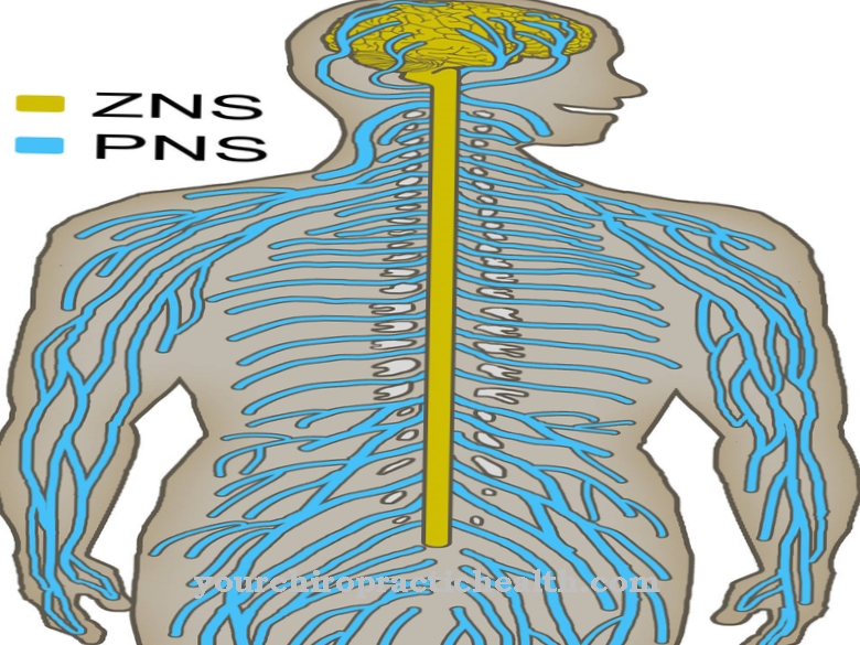 Osrednji živčni sistem