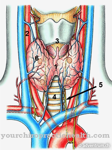 Thyroidectomy
