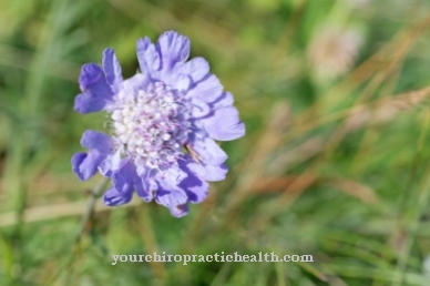 Champ scabious