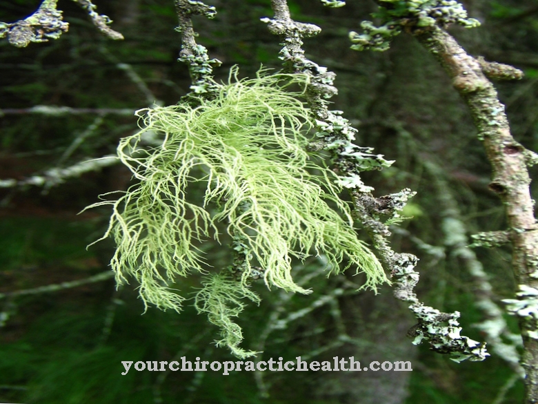 Beard lichen (Usnea)