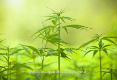 Les graines de la plante de cannabis