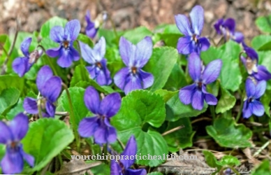 Fragrant violets