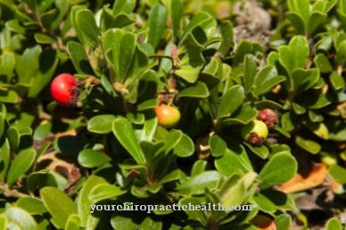 Real bearberry