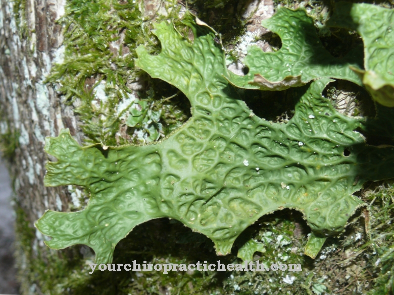 Real lung lichen
