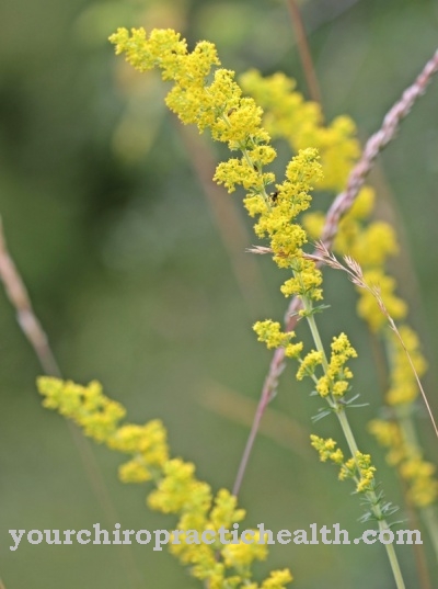 Real bedstraw