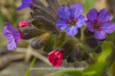 Real lungwort