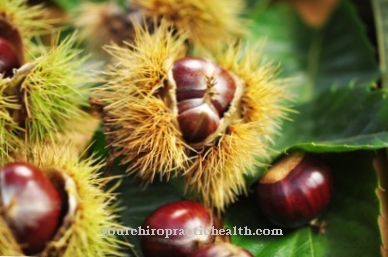 Sweet chestnut